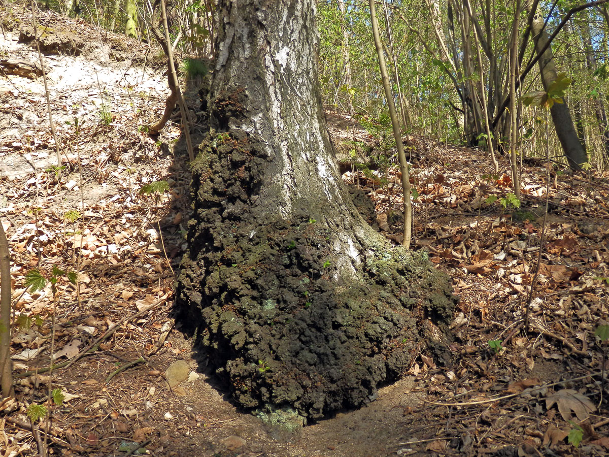 Nádor na bříze bělokoré (Betula pendula Roth) (83)