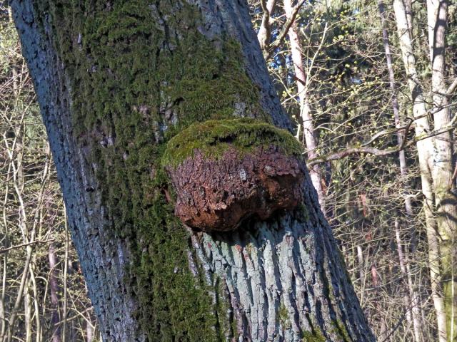 Javor mléč (Acer platanoides L.) s nádorem na kmeni (67)