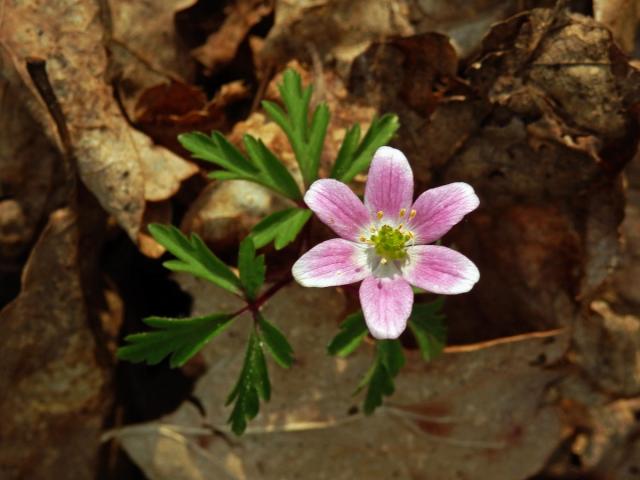 Sasanka hajní (Anemone nemorosa L.) s růžovým květem (1)