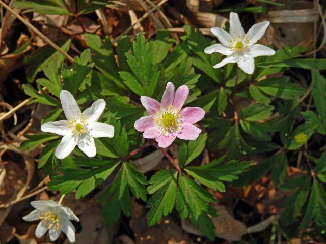 Sasanka hajní (Anemone nemorosa L.) s růžovým květem (2a)