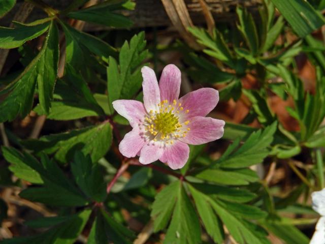 Sasanka hajní (Anemone nemorosa L.) s růžovým květem (2b)