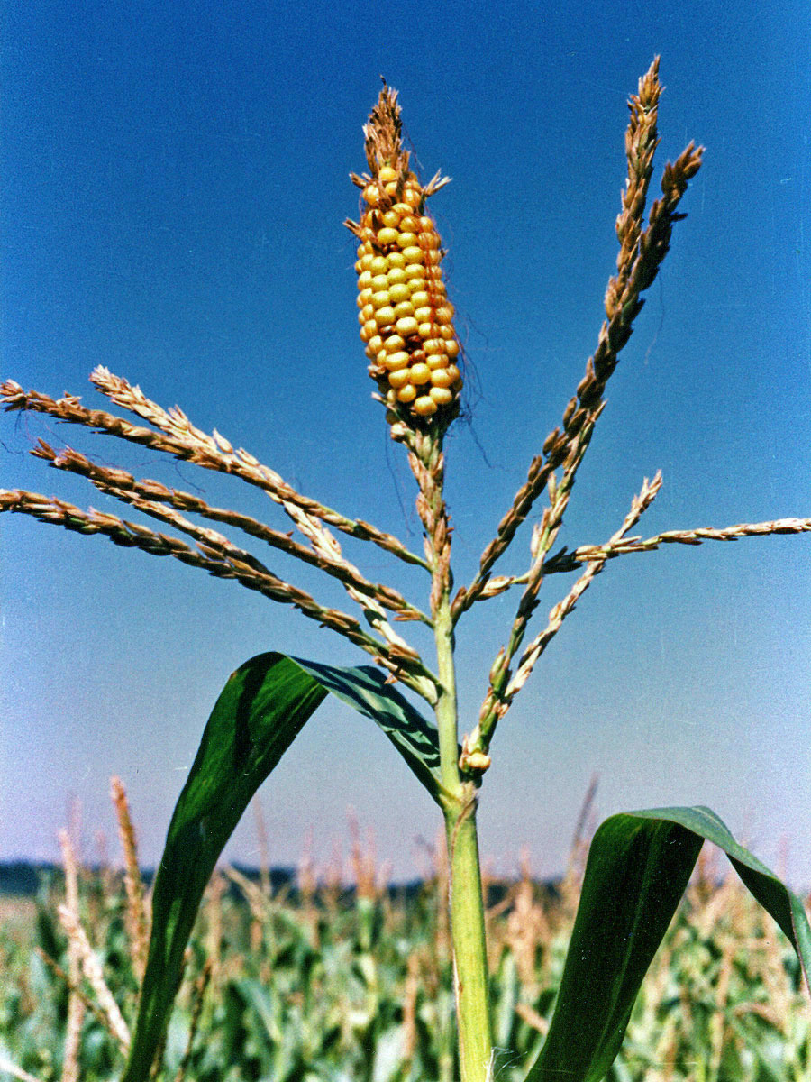 Kukuřice setá (Zea mays L.), oboupohlavný květ (1)