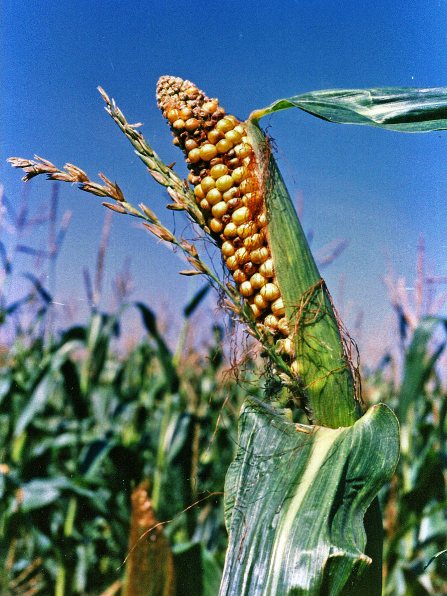 Kukuřice setá (Zea mays L.), oboupohlavný květ (2)