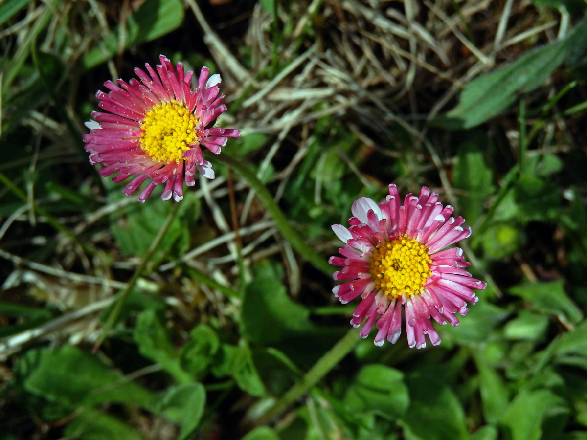 Sedmikráska obecná - chudobka (Bellis perennis L.) s trubkovitými květy