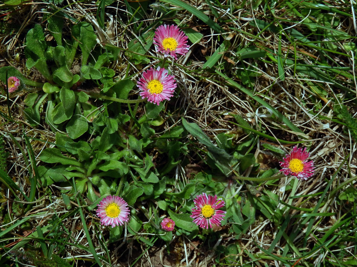 Sedmikráska obecná - chudobka (Bellis perennis L.) s trubkovitými květy