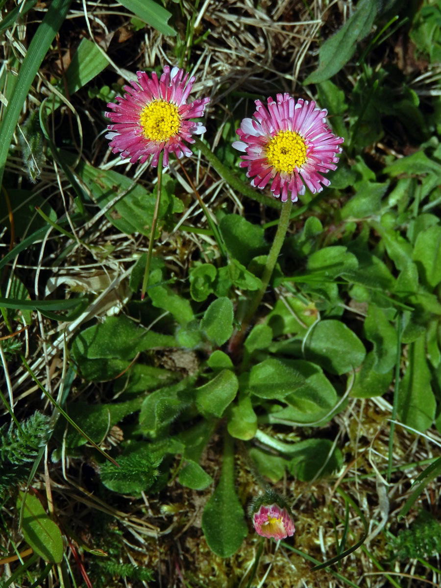 Sedmikráska obecná - chudobka (Bellis perennis L.) s trubkovitými květy