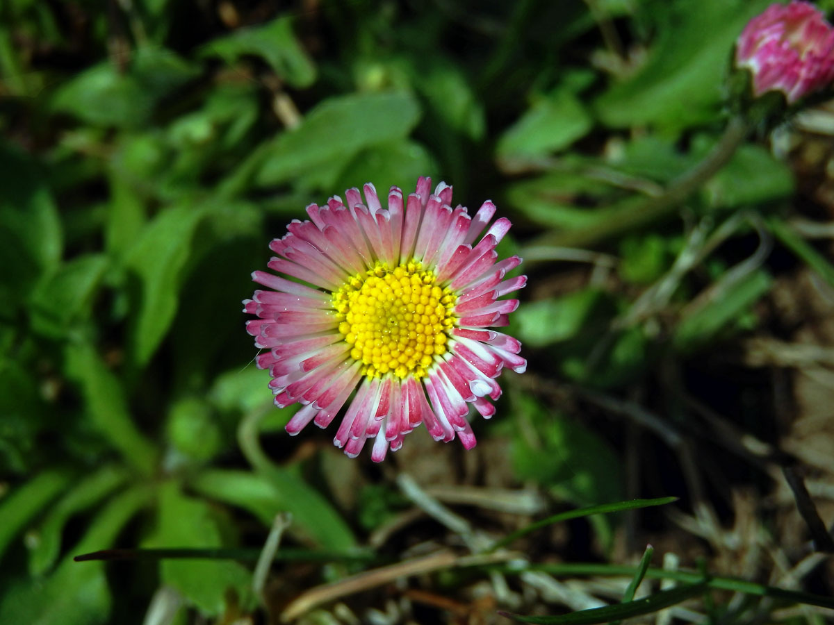 Sedmikráska obecná - chudobka (Bellis perennis L.) s trubkovitými květy