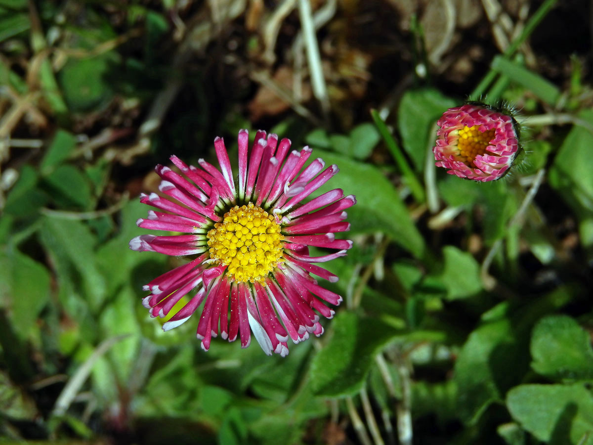 Sedmikráska obecná - chudobka (Bellis perennis L.) s trubkovitými květy