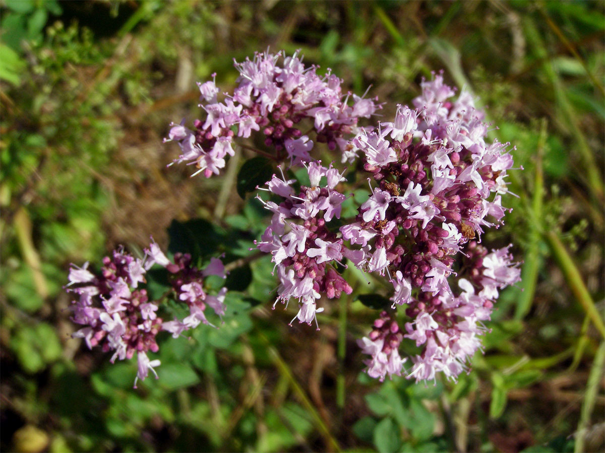 Dobromysl obecná (Origanum vulgare L.)