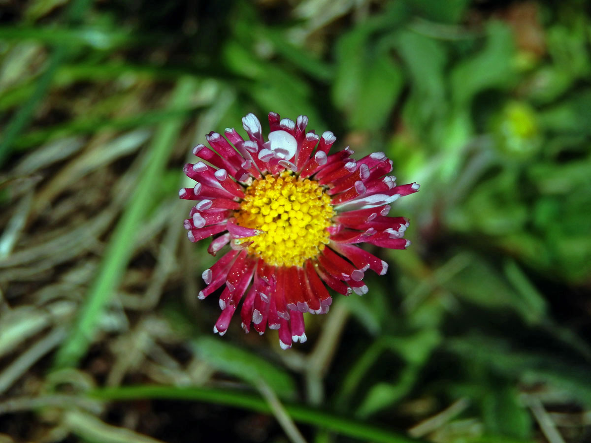 Sedmikráska obecná - chudobka (Bellis perennis L.) s trubkovitými květy