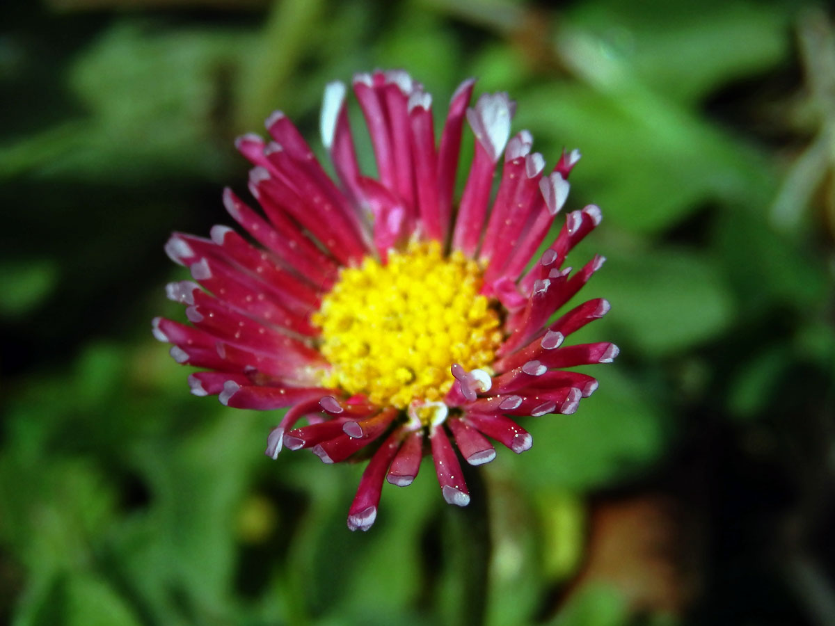 Sedmikráska obecná - chudobka (Bellis perennis L.) s trubkovitými květy