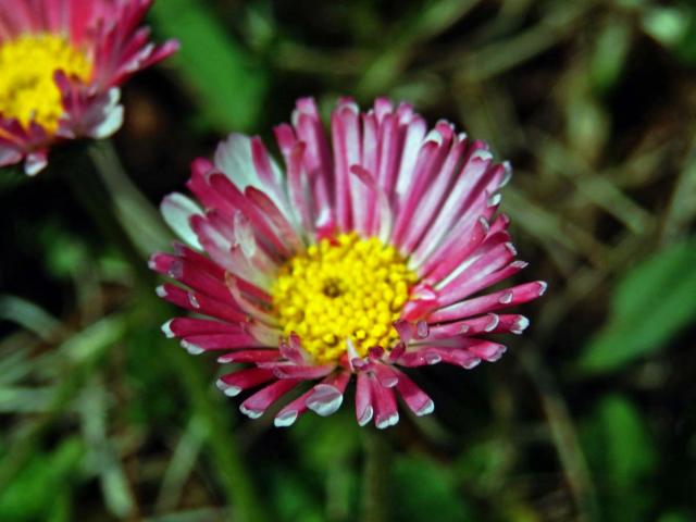 Sedmikráska obecná - chudobka (Bellis perennis L.) s trubkovitými květy