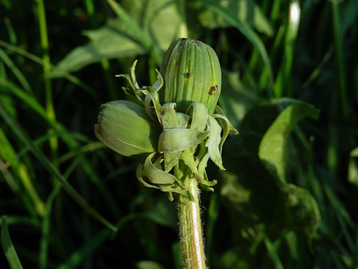 Smetánka lékařská (Teraxacum officinale L.) - fasciace stonku (32a)