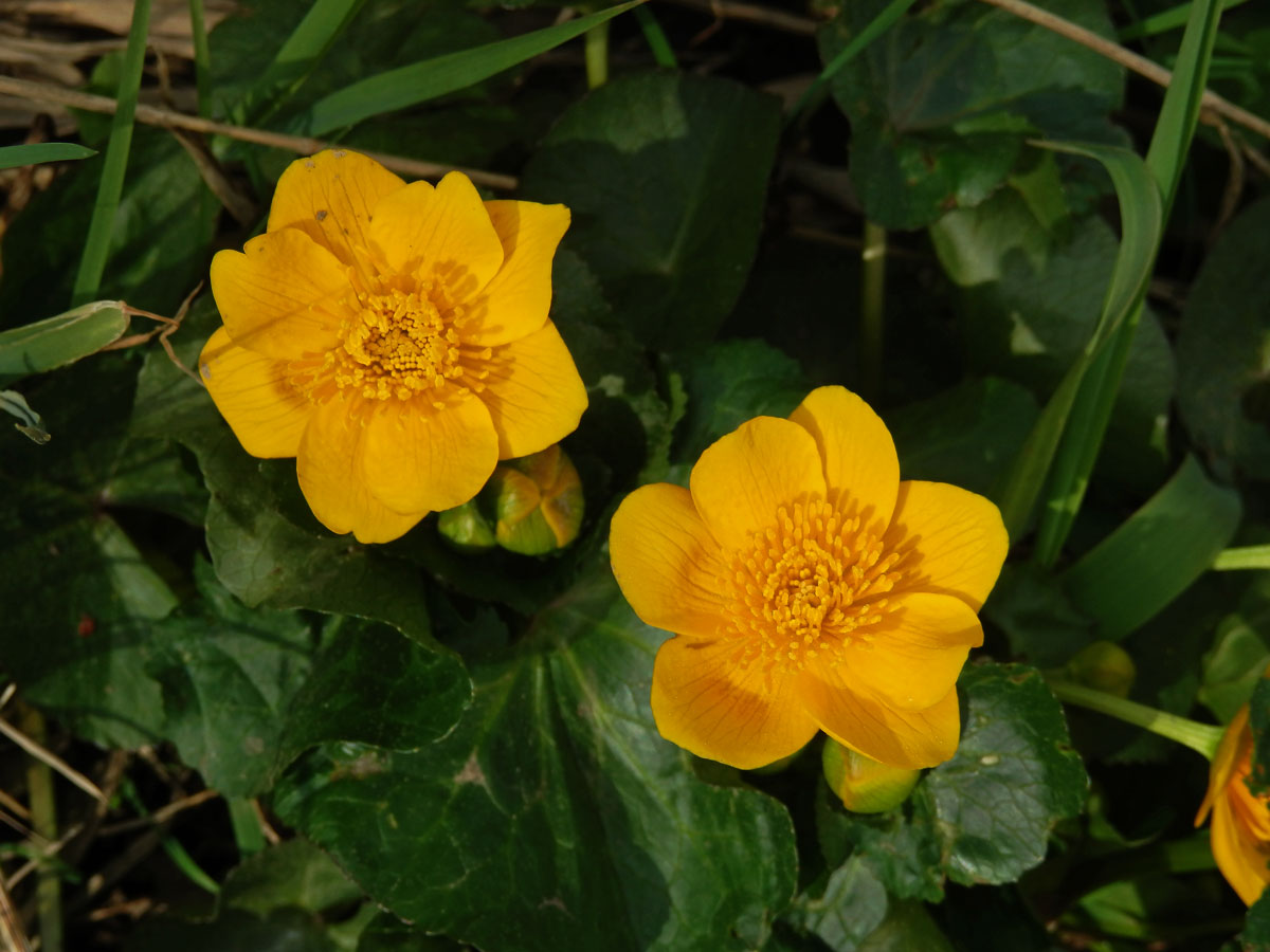 Blatouch bahenní (Caltha palustris L.), vícečetné květy (3)