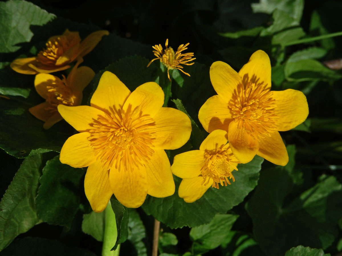 Blatouch bahenní (Caltha palustris L.), vícečetné květy (4)