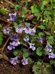 Popenec obecný (Glechoma hederacea L.)