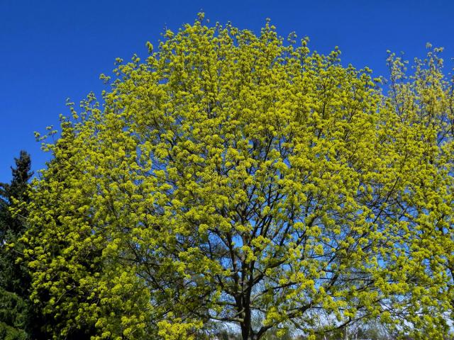 Javor mléč (Acer platanoides L.)