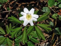 Sasanka hajní (Anemone nemorosa L.) - osmičetný květ (15)