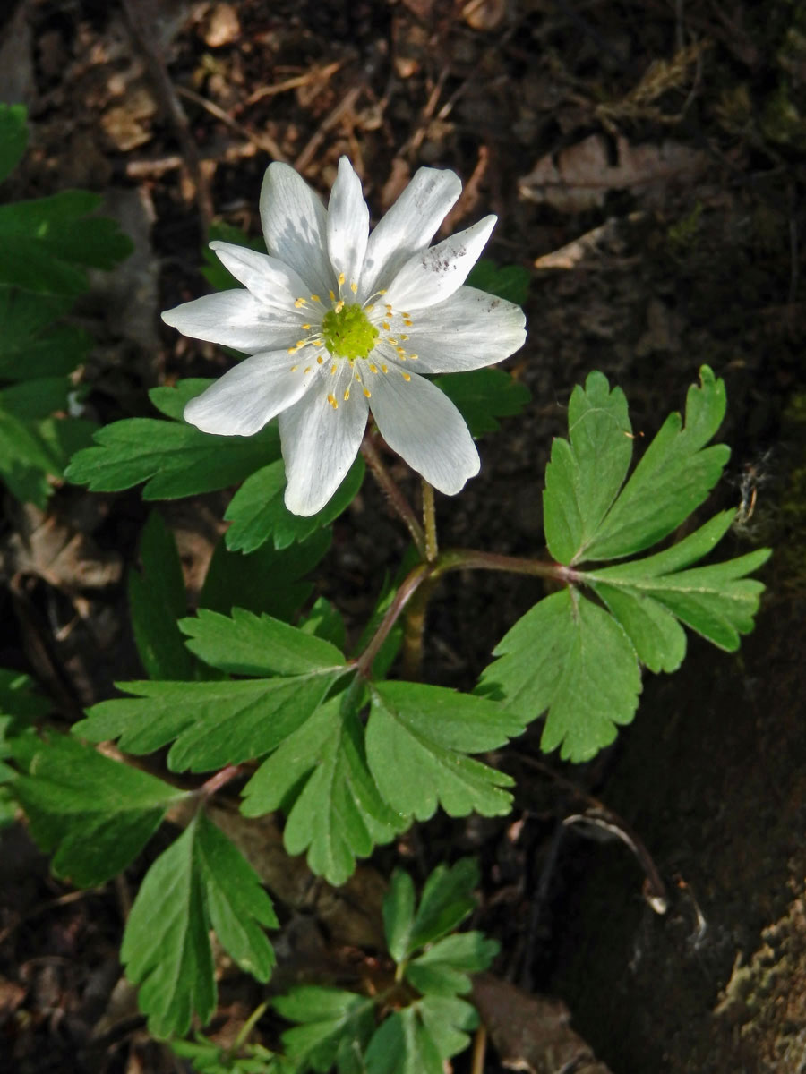 Sasanka hajní (Anemone nemorosa L.) - desetičetný květ (4)