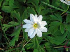 Sasanka hajní (Anemone nemorosa L.) - jedenáctičetný květ (1)