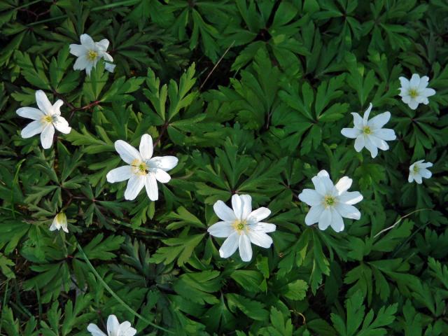 Sasanka hajní (Anemone nemorosa L.) - vícečetné květy (11a)