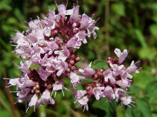 Dobromysl obecná (Origanum vulgare L.)