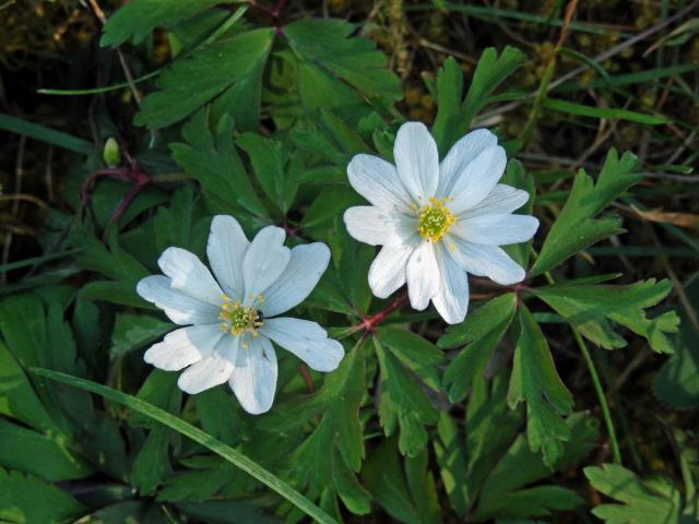 Sasanka hajní (Anemone nemorosa L.) - vícečetné květy (12)