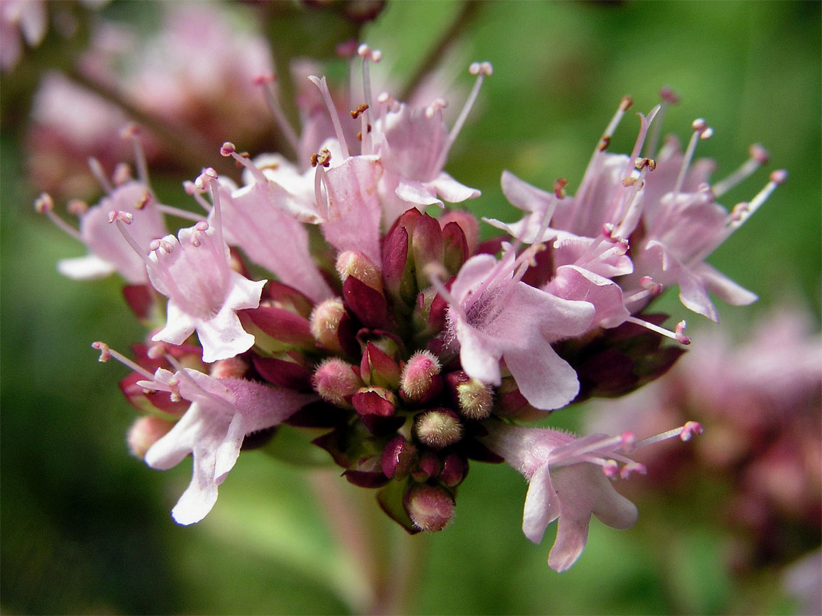 Dobromysl obecná (Origanum vulgare L.)