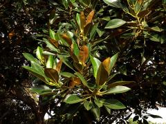 Fíkovník velkolistý (Ficus macrophylla Hort. Berol. ex Kunth & Bouche)   