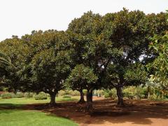 Fíkovník velkolistý (Ficus macrophylla Hort. Berol. ex Kunth & Bouche)