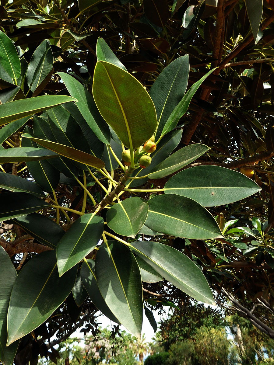 Fíkovník velkolistý (Ficus macrophylla Hort. Berol. ex Kunth & Bouche)