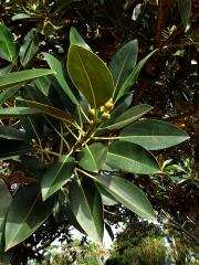 Fíkovník velkolistý (Ficus macrophylla Hort. Berol. ex Kunth & Bouche)