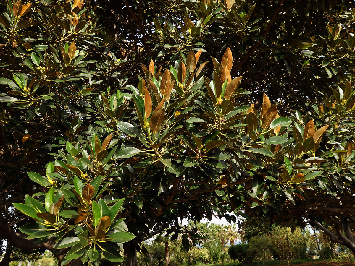 Fíkovník velkolistý (Ficus macrophylla Hort. Berol. ex Kunth & Bouche)