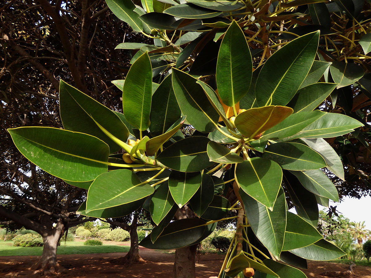 Fíkovník velkolistý (Ficus macrophylla Hort. Berol. ex Kunth & Bouche)