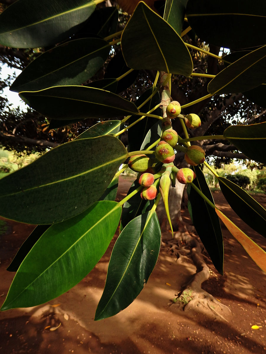 Fíkovník velkolistý (Ficus macrophylla Hort. Berol. ex Kunth & Bouche)