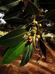 Fíkovník velkolistý (Ficus macrophylla Hort. Berol. ex Kunth & Bouche)