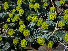 Pryšec (Euphorbia myrsinites L.)