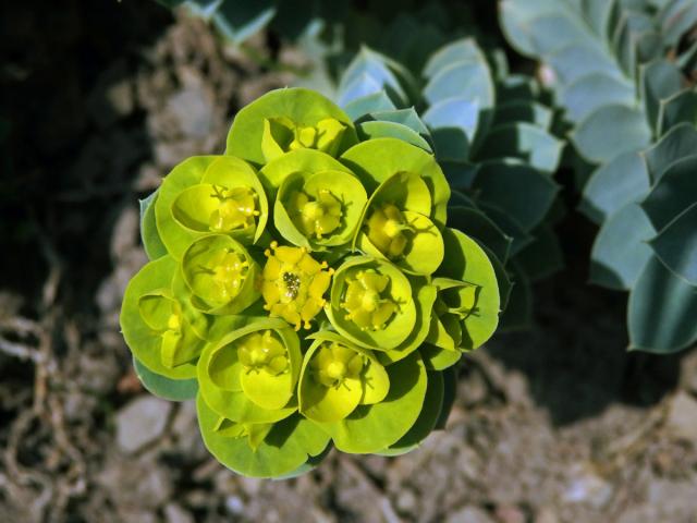 Pryšec (Euphorbia myrsinites L.)