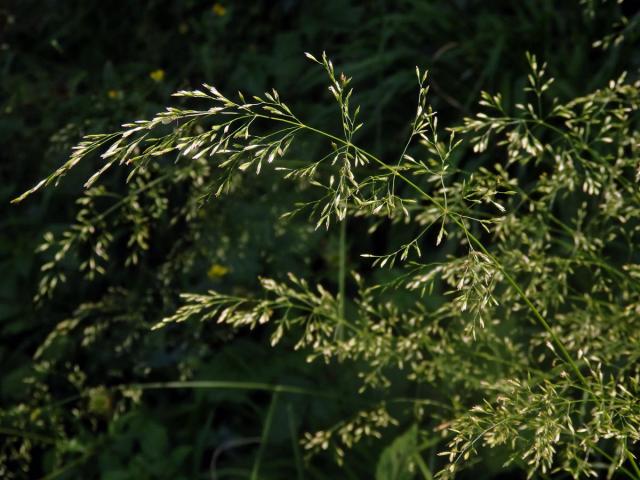 Lipnice hajní (Poa nemoralis L.)