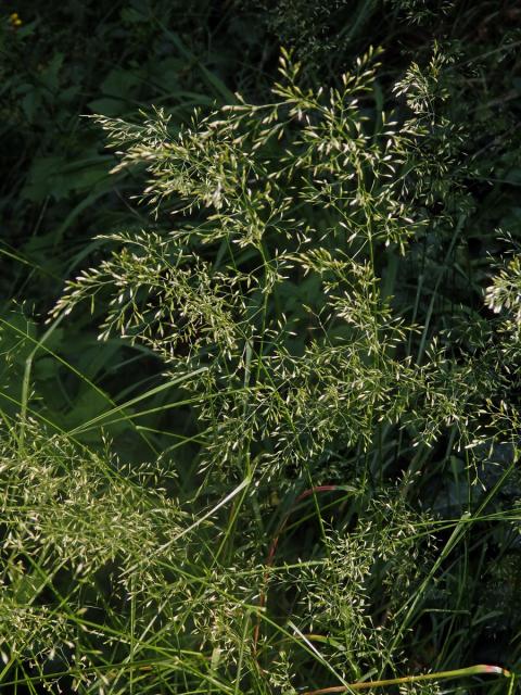 Lipnice hajní (Poa nemoralis L.)