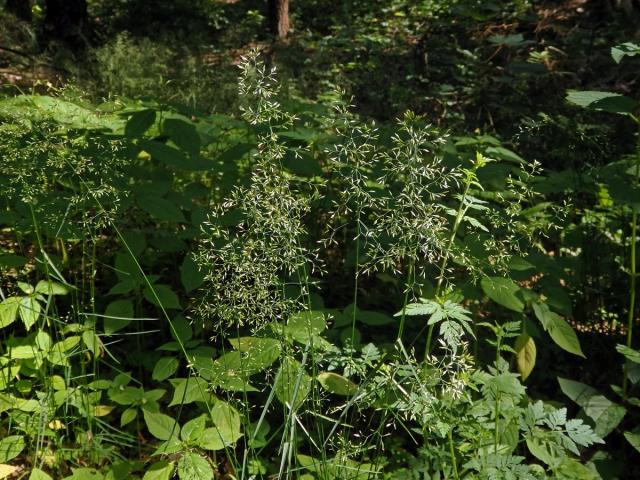 Lipnice hajní (Poa nemoralis L.)