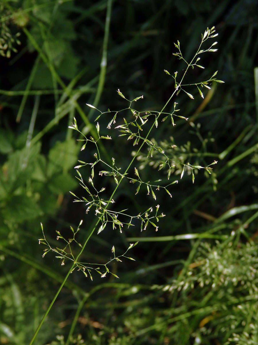 Lipnice hajní (Poa nemoralis L.)