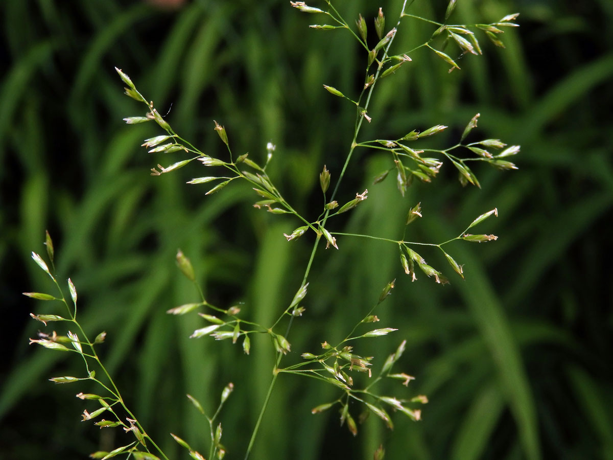 Lipnice hajní (Poa nemoralis L.)