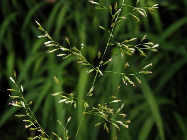 Lipnice hajní (Poa nemoralis L.)