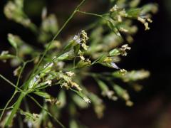 Lipnice hajní (Poa nemoralis L.)