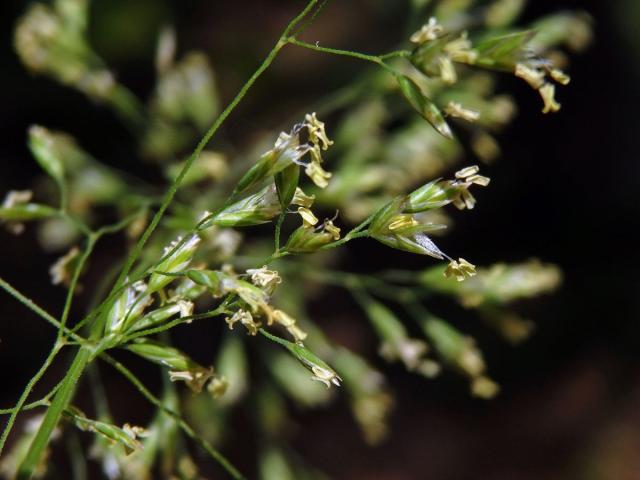 Lipnice hajní (Poa nemoralis L.)