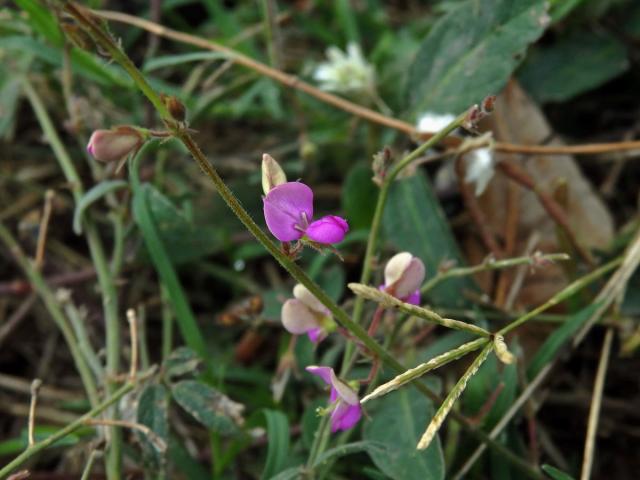 Stužkovec (Desmodium paniculatum (L.) DC.)