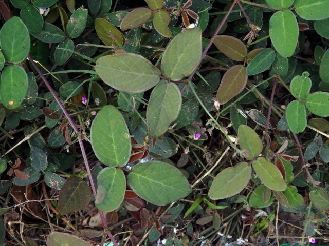 Stužkovec (Desmodium paniculatum (L.) DC.)