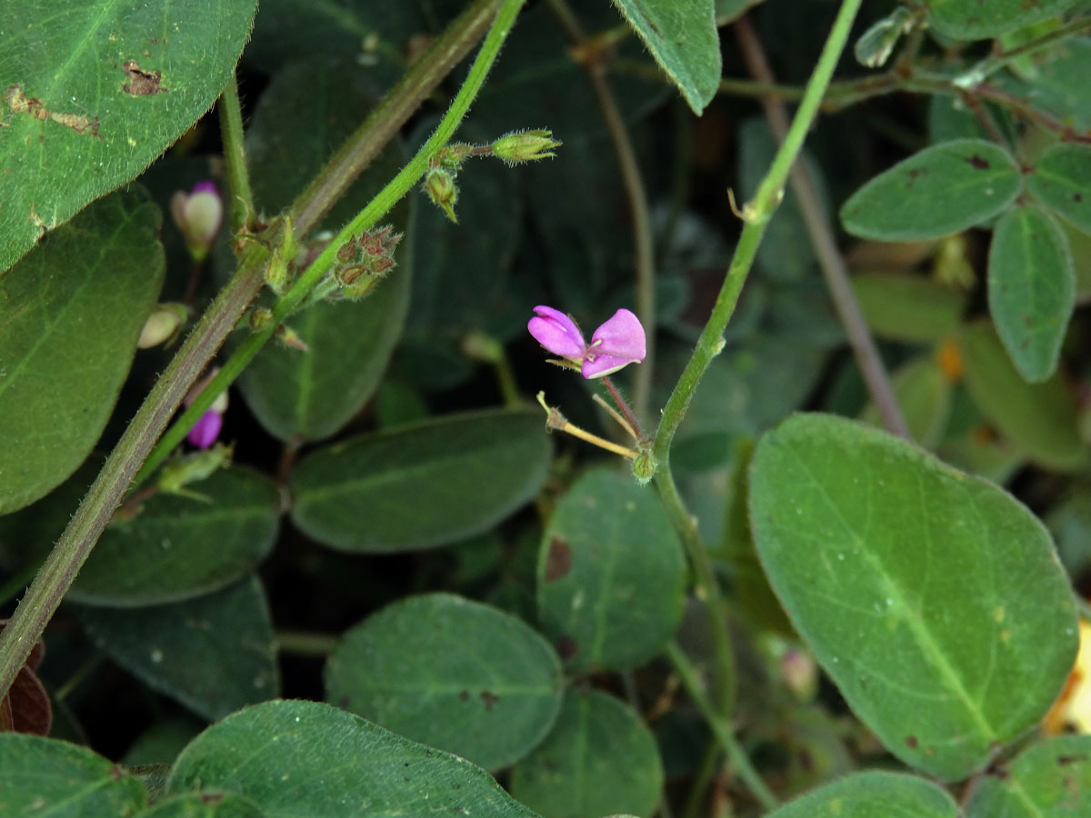 Stužkovec (Desmodium paniculatum (L.) DC.)