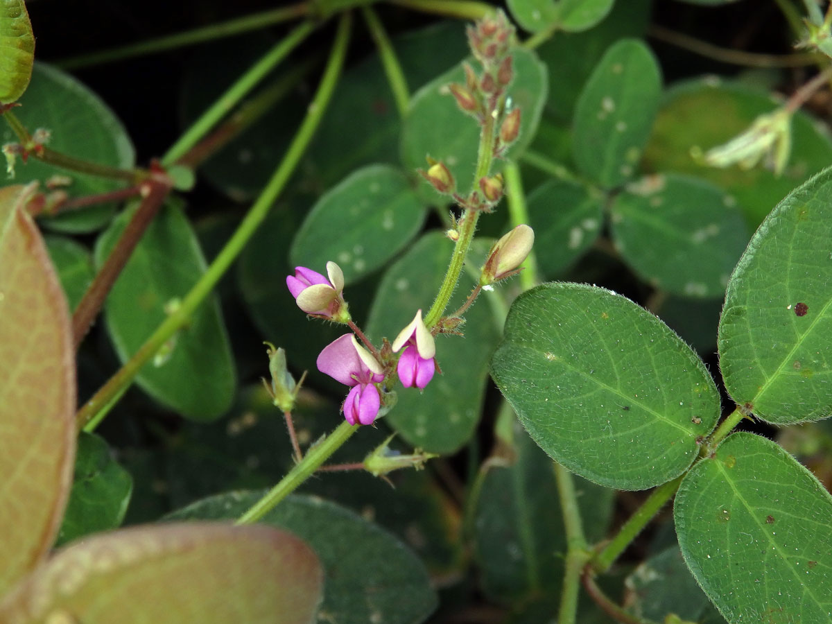 Stužkovec (Desmodium paniculatum (L.) DC.)